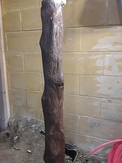 Plumbing made into a tree