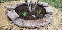 Tree flower bed